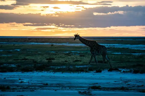 Giraff som vandrar över en öppen slätt i skymningen
