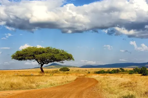 Ett ensamt akaciaträd och en röd grusväg över den gyllene savannen i Masai Mara under drivande moln