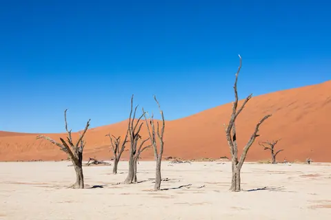 Döda akacieträd på den vita lerslätten i Deadvlei framför orangeröda sanddyner under djupblå himmel