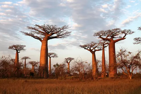 Höga baobabträd i gyllene kvällsljus längs Baobaballéen vid Morondava