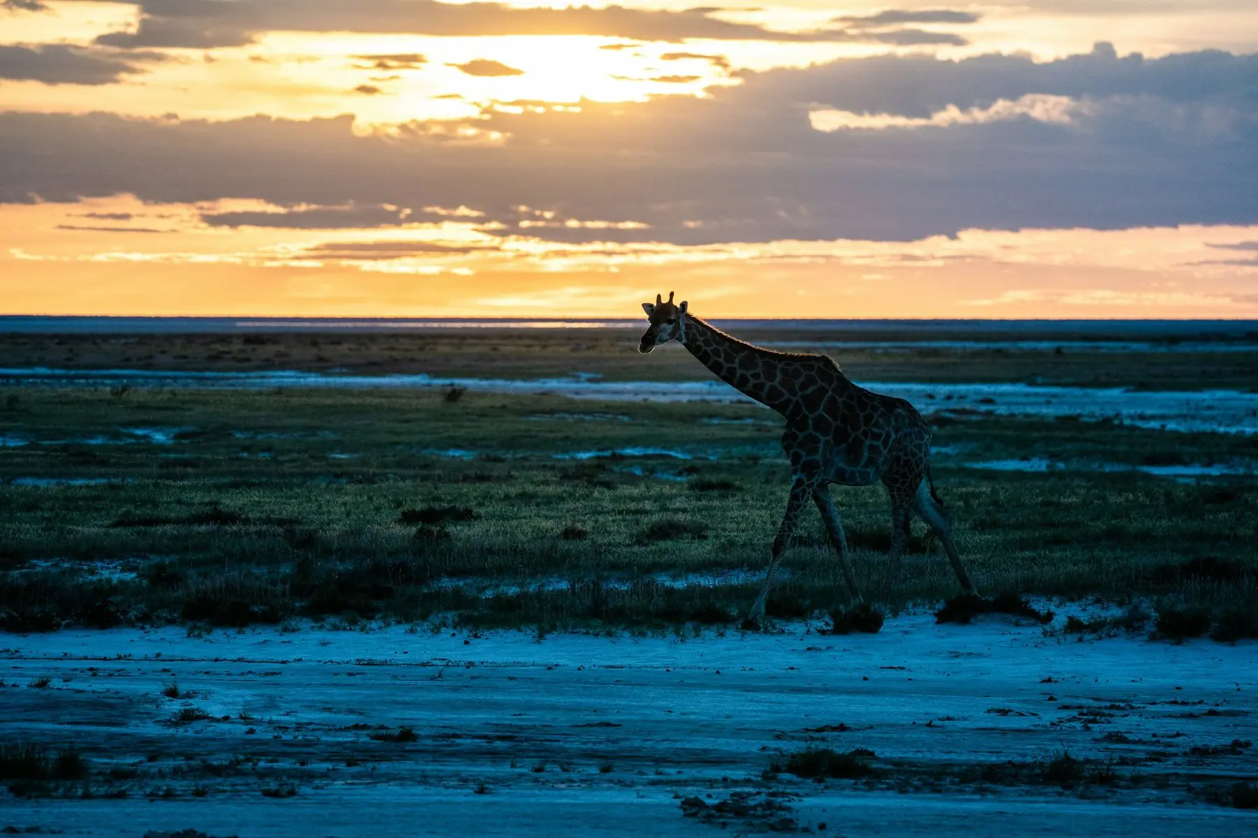 Giraff som vandrar över en öppen slätt i skymningen