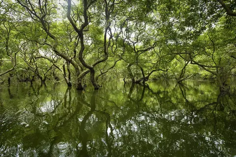 Grönskande träd som står i stilla, spegelblankt vatten i sumpskogen Ratargul nära Sylhet