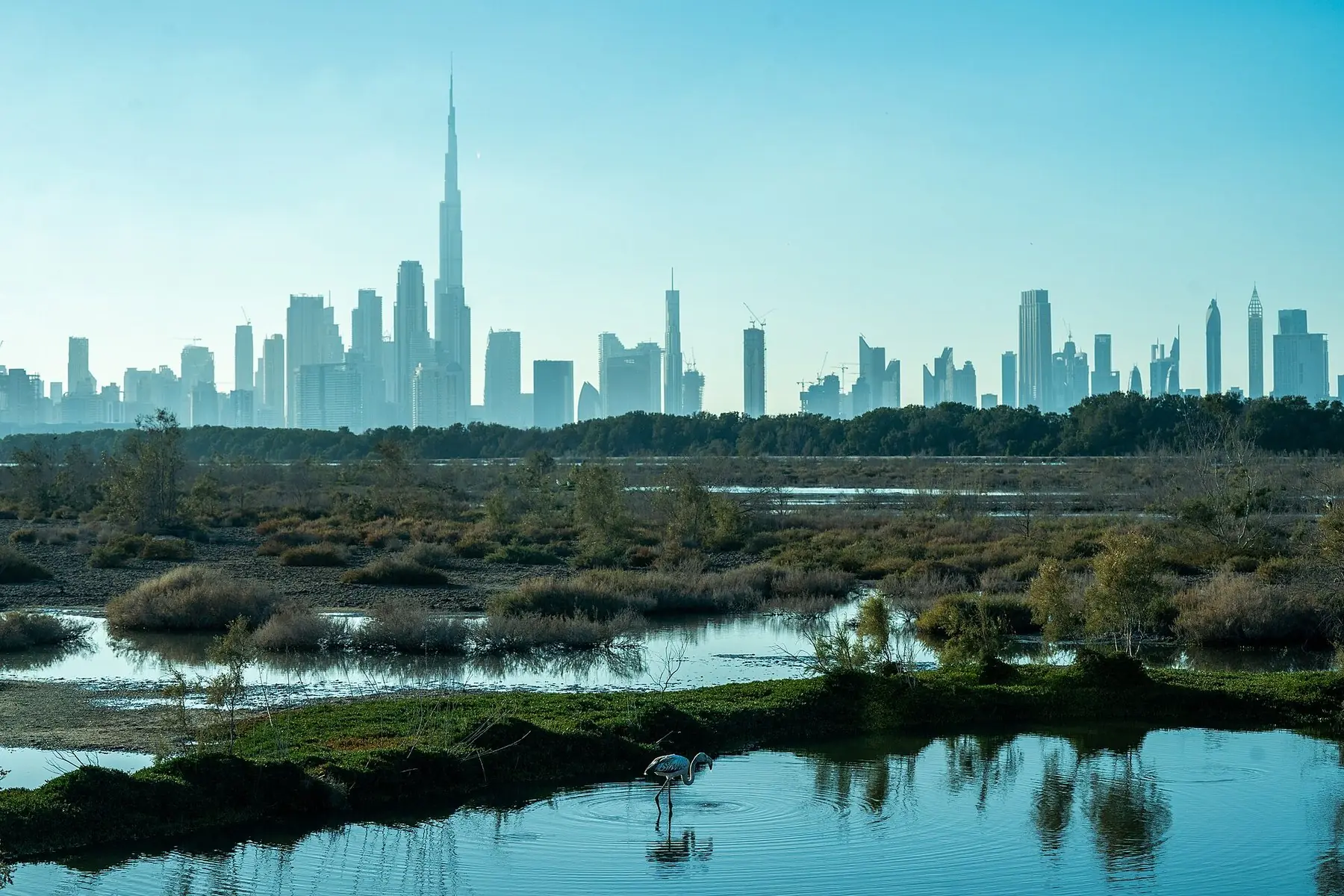 Dubais skyline med Burj Khalifa bakom våtmarken i Ras Al Khor med en flamingo i förgrunden