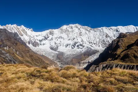 Annapurnamassivets snötäckta bergvägg ovanför gyllene gräs sett från Annapurnas baslägret i Nepal
