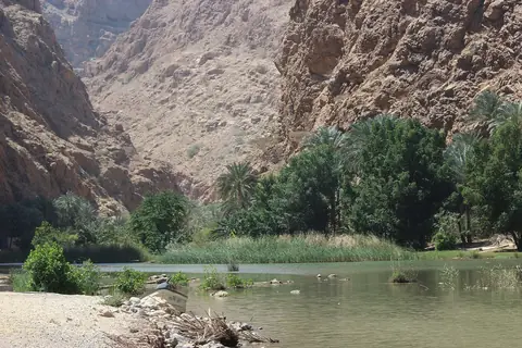 Grönt vatten och palmer mellan höga, branta klippväggar i ravinen Wadi Shab i Oman