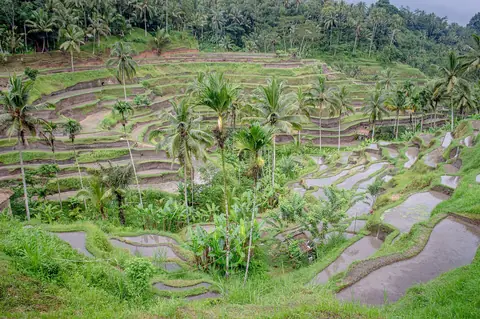 Gröna risterrasser med kokospalmer som trappar sig nerför dalen i Tegallalang på Bali