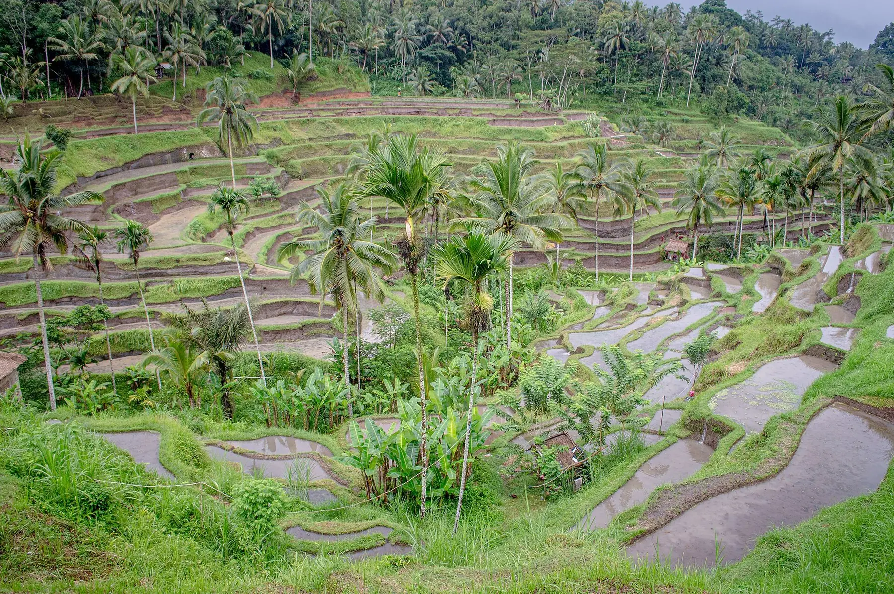 Gröna risterrasser med kokospalmer som trappar sig nerför dalen i Tegallalang på Bali