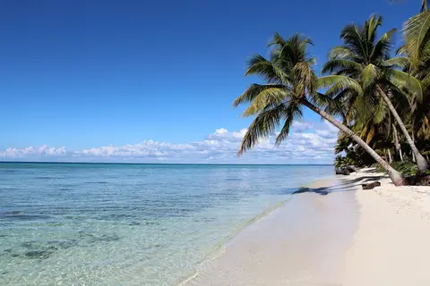 Lutande palmer över en vit sandstrand och klart turkost vatten på Isla Saona