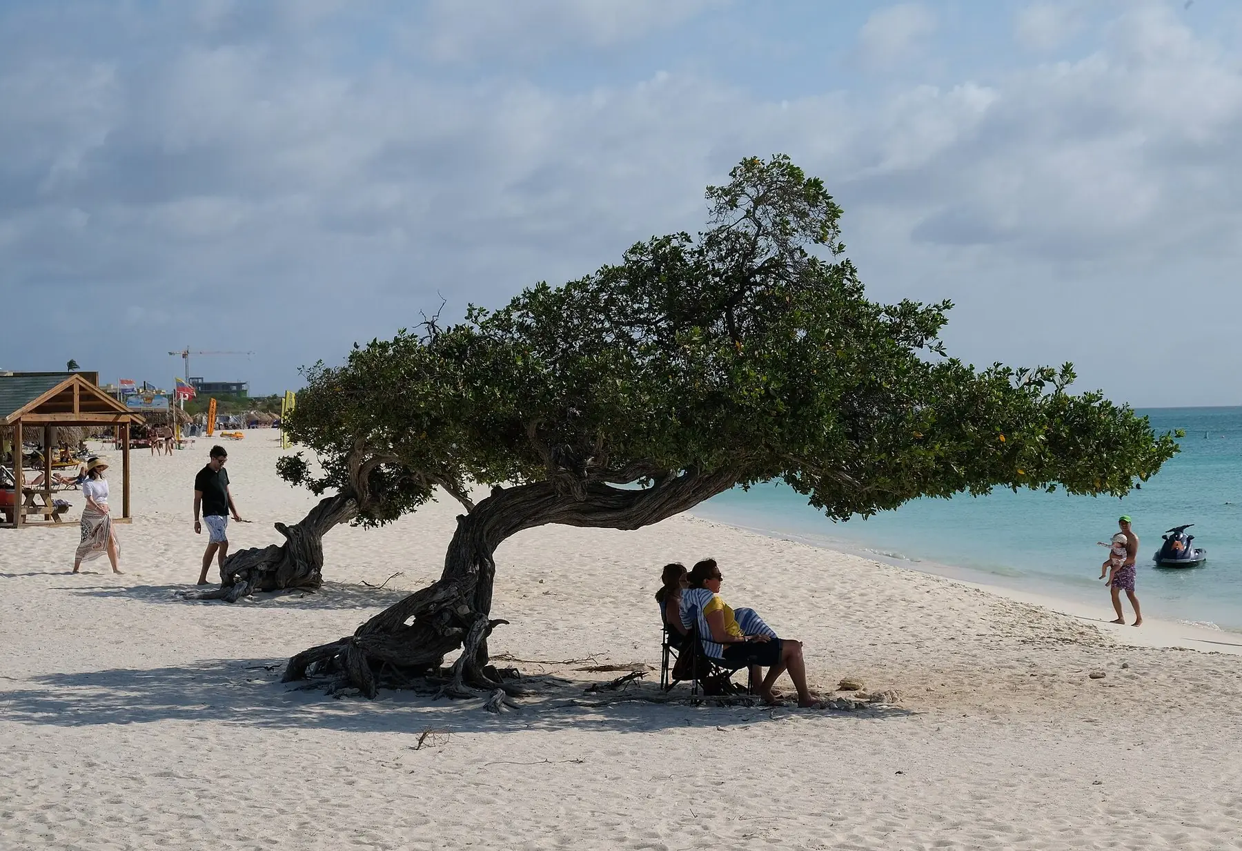 Vindpinat träd på den vita sandstranden Eagle Beach med turkost hav